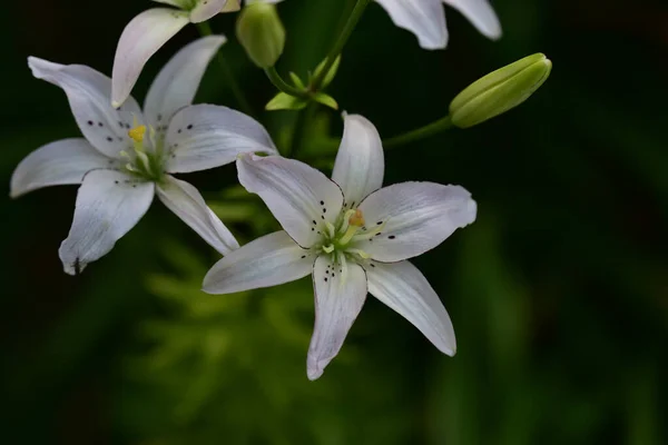 美丽的百合花在夏日的艳阳天长在花园里 — 图库照片