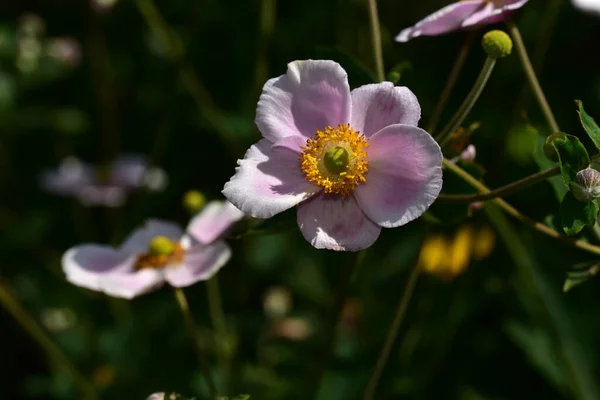 Bellissimi Fiori Che Crescono Giardino Estate Giornata Sole — Foto Stock