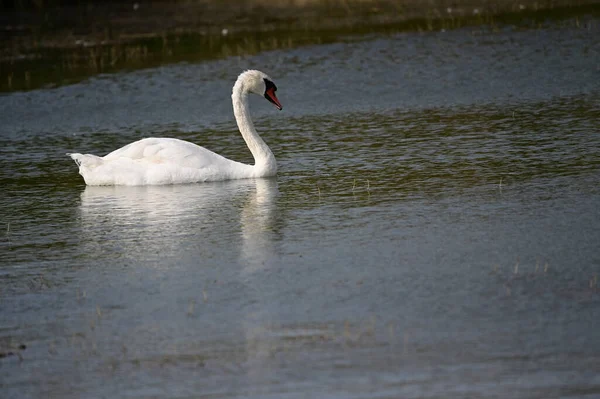 Belo Cisne Nadando Superfície Água Lago Dia Verão — Fotografia de Stock