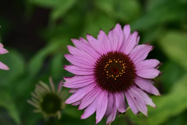 Schöne Blume Die Sonnigen Tagen Garten Wächst — Stockfoto
