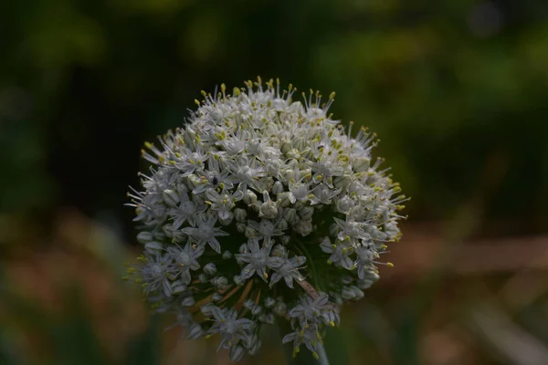 Mooie Bloemen Groeien Tuin Zonnige Dag — Stockfoto