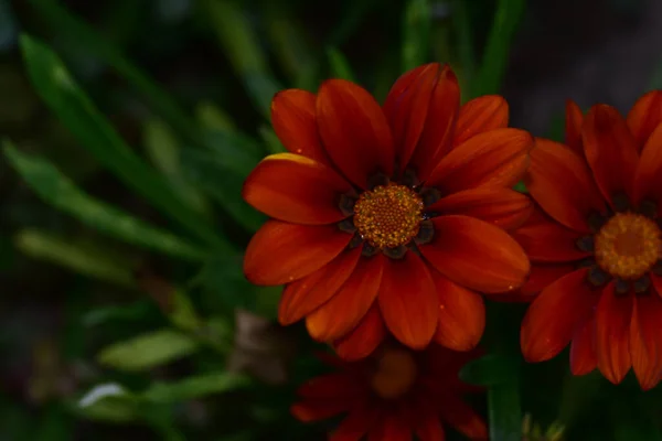 Belles Fleurs Poussant Dans Jardin Journée Ensoleillée Été — Photo