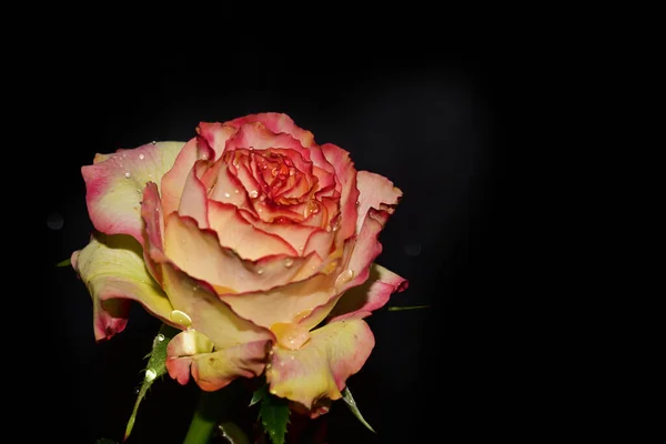 Güneşli bir günde bahçede yetişen güzel bir gül çiçeği. 