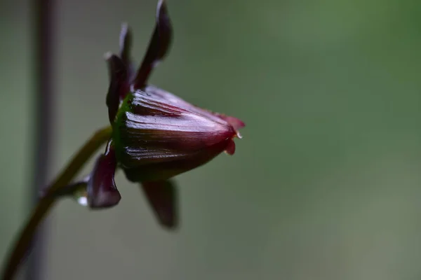 夏日阳光明媚的花园里 盛开着美丽的花朵 — 图库照片