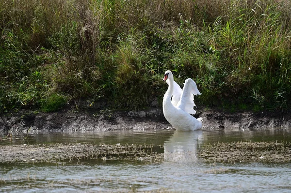 beautiful swan swimming on lake water surface at summer day