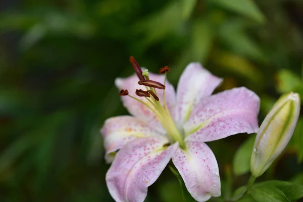 Hermosa Flor Lirio Creciendo Jardín Verano Día Soleado —  Fotos de Stock