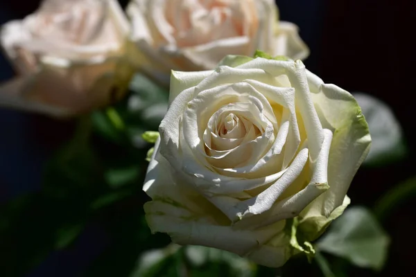 Vakre Roser Som Vokser Hagen Sommeren Solskinnsdag – stockfoto