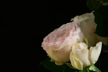 Koyu arkaplanda güzel güller, yaz konsepti, yakın manzara  