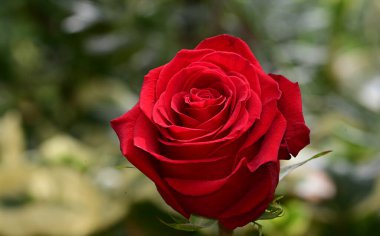 Güneşli yaz gününde bahçede yetişen güzel çiçekler. 