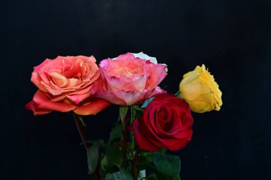 Koyu arkaplanda güzel güller, yaz konsepti, yakın manzara  