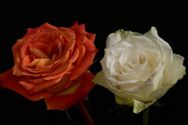 Koyu arkaplanda güzel güller, yaz konsepti, yakın manzara  