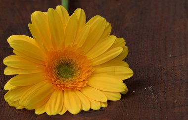 Güzel çiçeklerin açtığı yeri kapat.