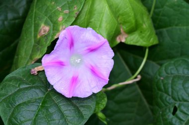 Güneşli yaz gününde bahçede yetişen güzel çiçekler. 