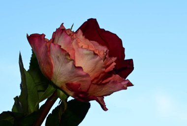 Mavi arka planda güzel çiçekler