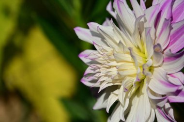 Güneşli yaz gününde bahçede yetişen güzel çiçekler. 