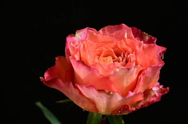 Koyu arkaplanda güzel bir gül, yaz konsepti, yakın görüş  