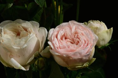 Koyu arkaplanda güzel güller, yaz konsepti, yakın manzara  