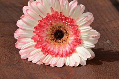 Güzel çiçeklerin açtığı yeri kapat.