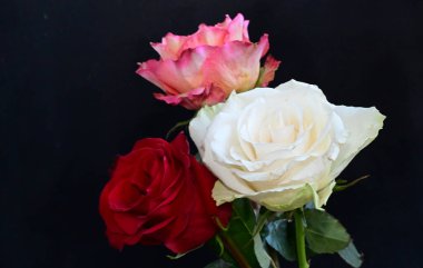 Koyu arkaplanda güzel güller, yaz konsepti, yakın manzara  