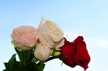 Mavi arka planda güzel çiçekler