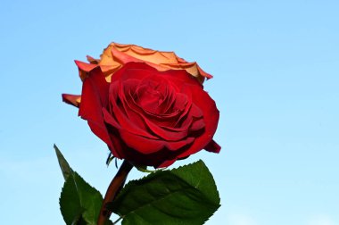 Mavi arka planda güzel çiçekler