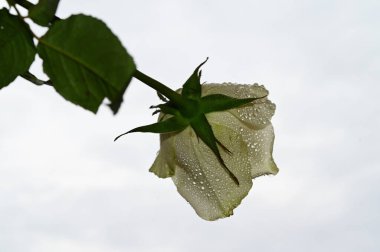 Mavi arka planda güzel çiçekler