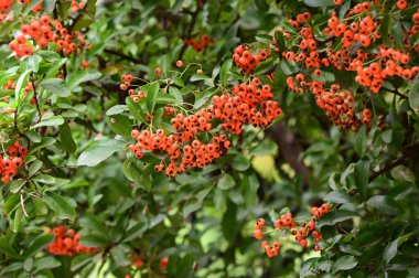 Güneşli bir günde yeşil yapraklı ve meyveli güzel ağaç dallarının manzarası. 