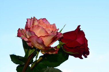 Mavi arka planda güzel çiçekler