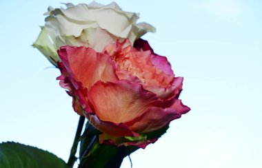 Mavi arka planda güzel çiçekler