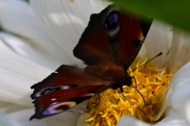 Güneşli yaz gününde bahçede güzel bir çiçeğin üzerinde kelebek. 