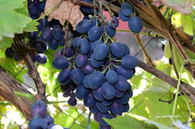 açık havada yetişen olgun üzüm, yaz konsepti, yakın görüş  