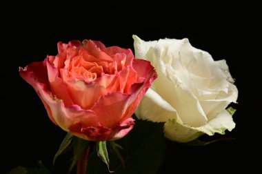 Koyu arkaplanda güzel güller, yaz konsepti, yakın manzara  