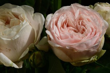 Koyu arkaplanda güzel güller, yaz konsepti, yakın manzara  