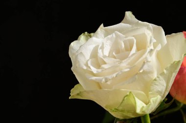 Koyu arkaplanda güzel güller, yaz konsepti, yakın manzara  