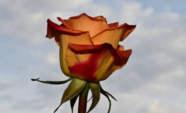 Gökyüzü arka planında güzel bir gül, yaz konsepti, yakın manzara  