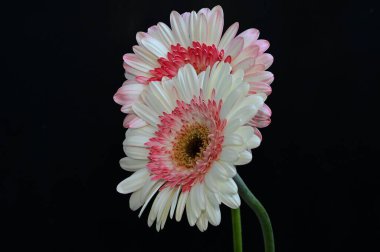 Karanlık arka planda yansımaları olan güzel Gerbera çiçekleri, yaz konsepti, yakın görüş  