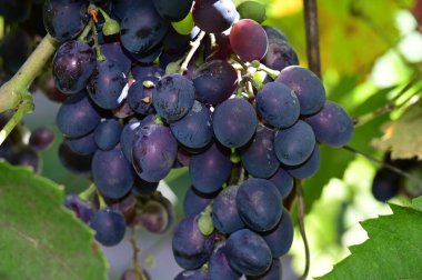 açık havada yetişen olgun üzüm, yaz konsepti, yakın görüş  