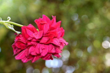 Güneşli yaz gününde bahçede yetişen güzel çiçekler. 