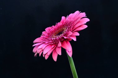 Karanlık arka planda yansımaları olan güzel Gerbera çiçekleri, yaz konsepti, yakın görüş  