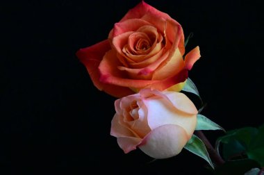 Koyu arkaplanda güzel güller, yaz konsepti, yakın manzara  