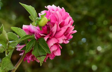 Güneşli yaz gününde bahçede yetişen güzel çiçekler. 