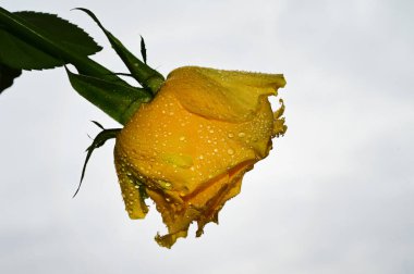 Mavi arka planda güzel çiçekler