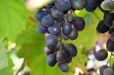 açık havada yetişen olgun üzüm, yaz konsepti, yakın görüş  