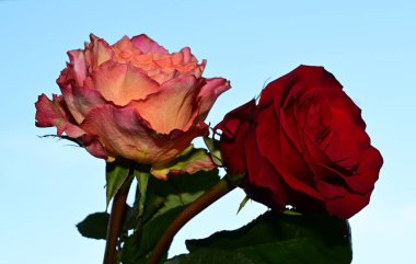 Mavi arka planda güzel çiçekler