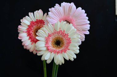 Karanlık arka planda yansımaları olan güzel Gerbera çiçekleri, yaz konsepti, yakın görüş  