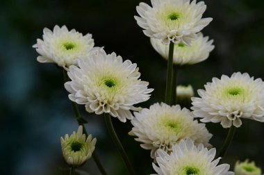Güneşli yaz gününde bahçede yetişen güzel çiçekler. 