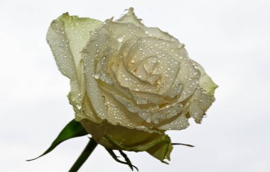 Mavi arka planda güzel çiçekler