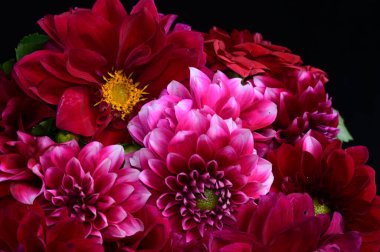 Koyu arkaplanda güzel çiçekler, yaz konsepti, yakın manzara  