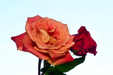 Mavi arka planda güzel çiçekler