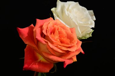 Koyu arkaplanda güzel güller, yaz konsepti, yakın manzara  